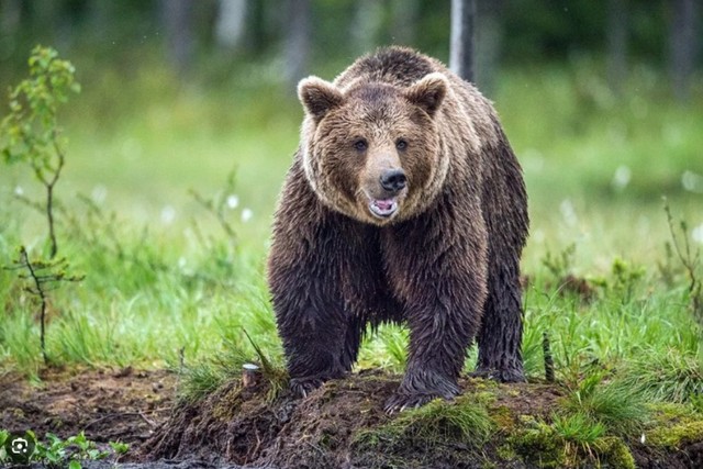 Kanadada boz ayı iki turistin həyatına son qoyub